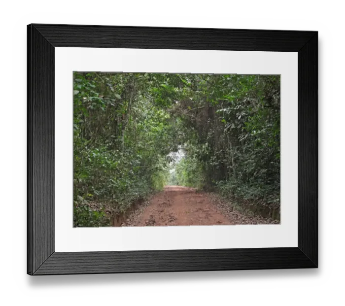 Framed Print : Track through dense tropical rainforest, Bobiri Butterfly Reserve, Ashanti Region, Ghana, February Framed Print : Track through dense tropical rainforest, Bobiri Butterfly Reserve, Ashanti Region, Ghana, February