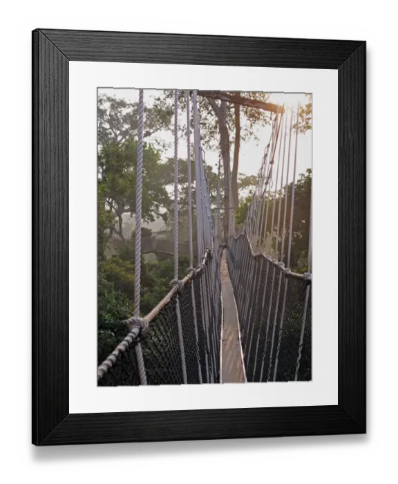 Framed Print : View along canopy walkway through tropical rainforest in early morning, Kakum N. P. Ghana, February Framed Print : View along canopy walkway through tropical rainforest in early morning, Kakum N. P. Ghana, February