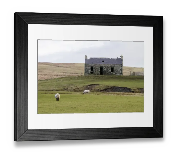 Framed Print : Derelict croft often used by nesting choughs or Jackdaws on the Isle of Islay Scotland Framed Print : Derelict croft often used by nesting choughs or Jackdaws on the Isle of Islay Scotland