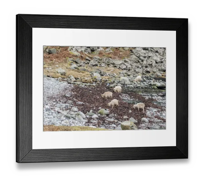 Framed Print : Feral white goats feeding on sea weed on stone beach Isle of Jura, Scotland Framed Print : Feral white goats feeding on sea weed on stone beach Isle of Jura, Scotland