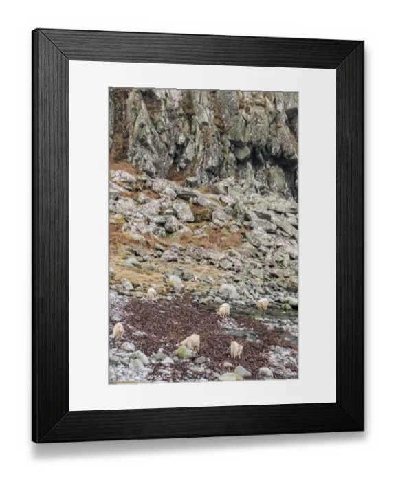 Framed Print : Feral white goats feeding on sea weed on stone beach Isle of Jura, Scotland Framed Print : Feral white goats feeding on sea weed on stone beach Isle of Jura, Scotland