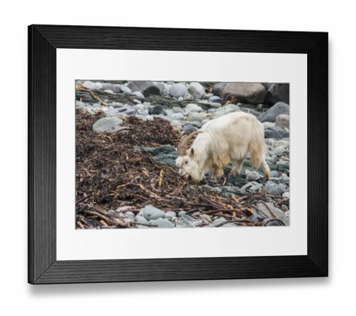 Framed Print : Feral white goat feeding on sea weed on stone beach Isle of Jura, Scotland Framed Print : Feral white goat feeding on sea weed on stone beach Isle of Jura, Scotland