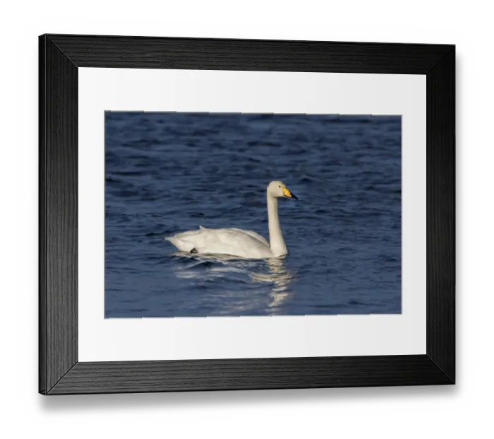 Framed Print : Whooper Swan on Lake Ardnave at Loch Gruinart, Isle of Islay Scotland Framed Print : Whooper Swan on Lake Ardnave at Loch Gruinart, Isle of Islay Scotland
