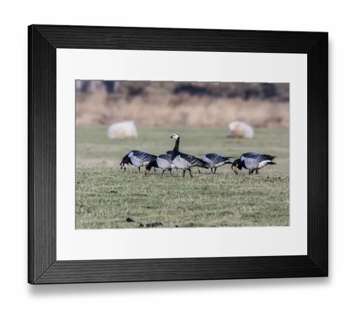 Framed Print : Barnacle Geese grazing on grass on Islay Scotland