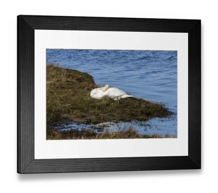 Framed Print : Resting Mute Swan Framed Print : Resting Mute Swan