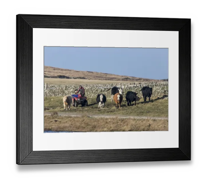 Framed Print : Herding cattle using a quad bike, on the isle of Islay Scotland Framed Print : Herding cattle using a quad bike, on the isle of Islay Scotland