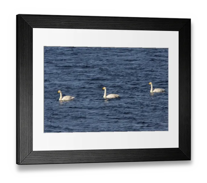 Framed Print : Whooper Swans on Lake Ardnave at Loch Gruinart, Isle of Islay Scotland Framed Print : Whooper Swans on Lake Ardnave at Loch Gruinart, Isle of Islay Scotland