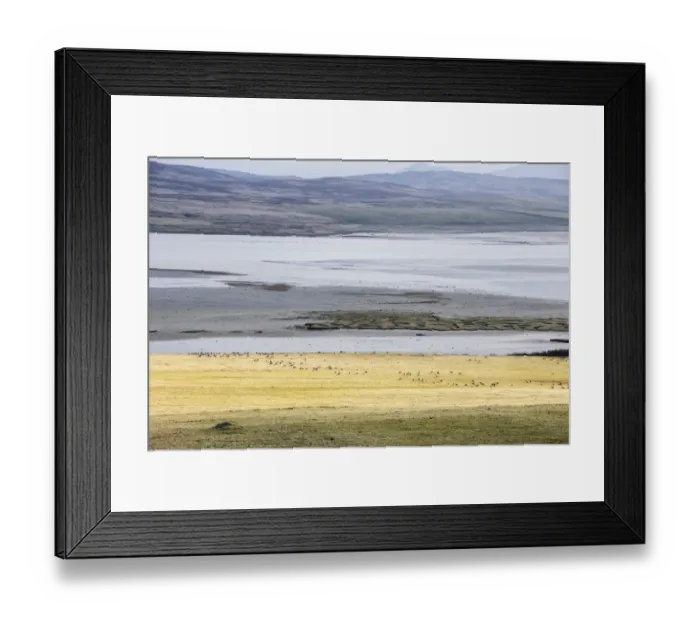 Framed Print : Looking over Loch Gruinart, wintering grounds of the Barnacle and white fronted geese. Isle of Islay Scotland Framed Print : Looking over Loch Gruinart, wintering grounds of the Barnacle and white fronted geese. Isle of Islay Scotland