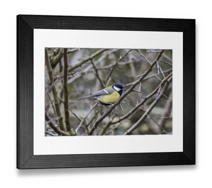Framed Print : Great Tit in hawthorn hedge