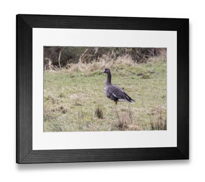 Framed Print : Greenland White fronted Goose, 0n Isle of Islay Scotland