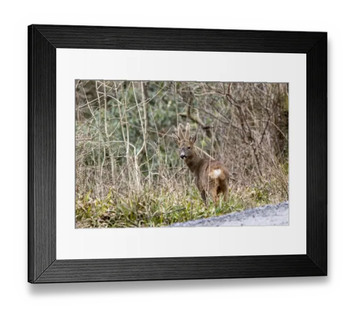 Framed Print : Roe Deer buck in velvet Framed Print : Roe Deer buck in velvet