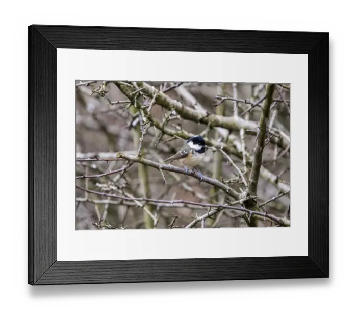 Framed Print : Winter Coal Tit on hawthorn hedge Framed Print : Winter Coal Tit on hawthorn hedge