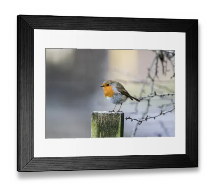 Framed Print : Robin on fence post Framed Print : Robin on fence post
