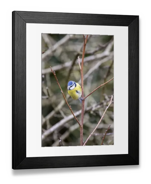 Framed Print : Blue Tit in hedgerow on young tree Framed Print : Blue Tit in hedgerow on young tree