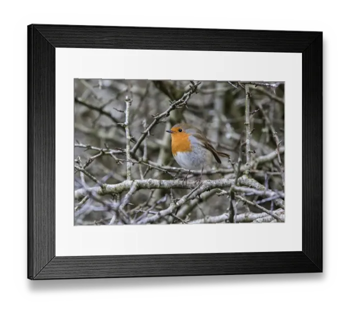 Framed Print : Robin on Hawthorn hedge, winter