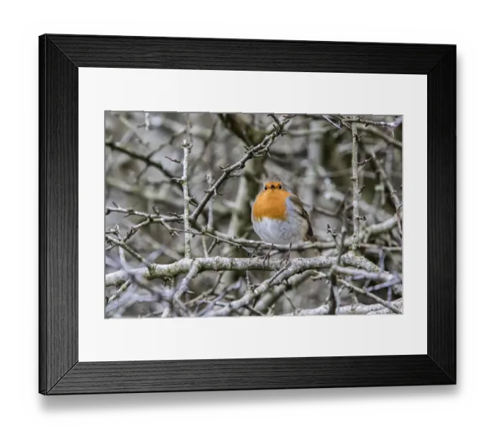 Framed Print : Robin on Hawthorn hedge, winter. Note the interesting eye position showing how they see their food Framed Print : Robin on Hawthorn hedge, winter. Note the interesting eye position showing how they see their food
