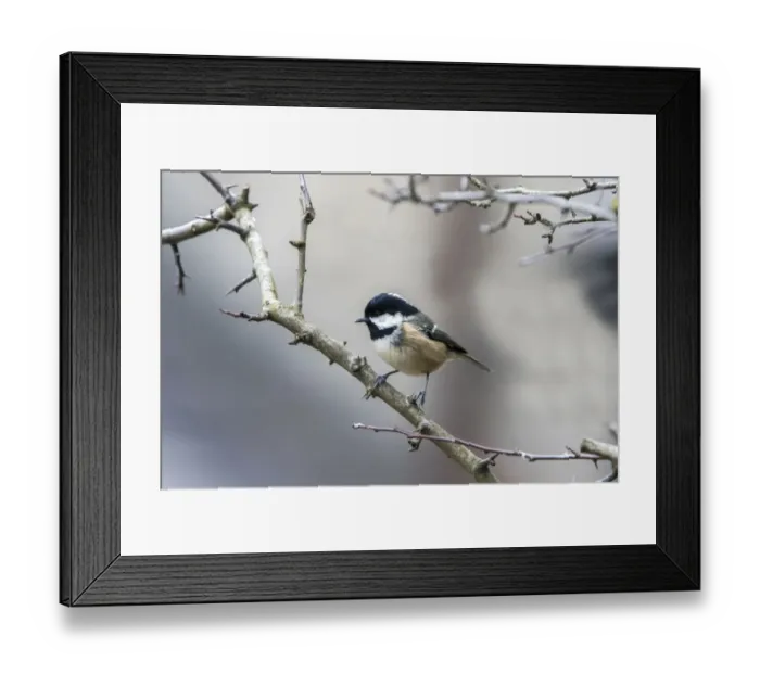 Framed Print : Winter Coal Tit on hawthorn hedge Framed Print : Winter Coal Tit on hawthorn hedge