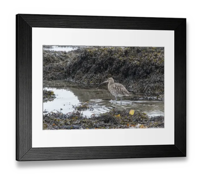 Framed Print : Curlew feeding at low tide amongst the exposed sea weed Framed Print : Curlew feeding at low tide amongst the exposed sea weed