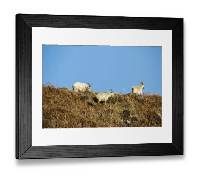 Framed Print : Feral white goats feeding on bracken covered hill side, Isle of Jura, Scotland