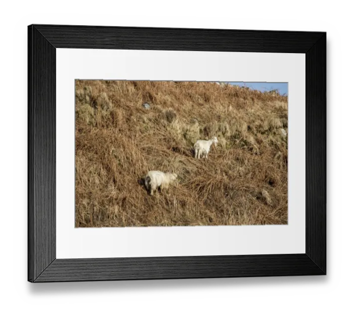 Framed Print : Feral white goats feeding on bracken on Isle of Jura, Scotland. Legend has it that they are descended from animals