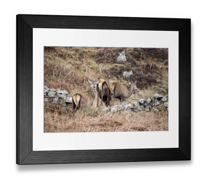Framed Print : Red Deer Stags jump stone wall on the Isle of Jura Scotland