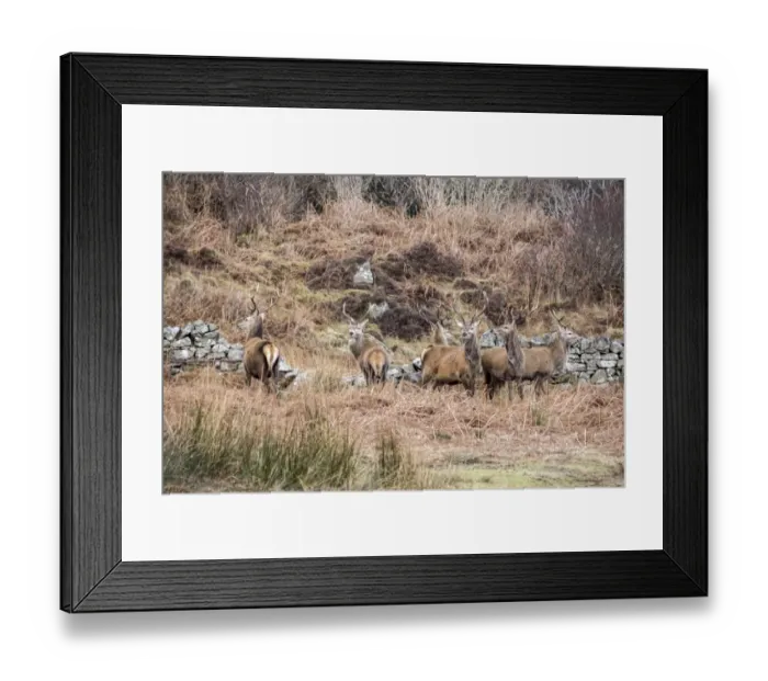 Framed Print : Red Deer Stags on the Isle of Jura Scotland