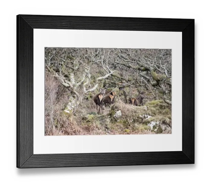 Framed Print : Red Deer Stags in old woodland on the Isle of Jura Scotland Framed Print : Red Deer Stags in old woodland on the Isle of Jura Scotland