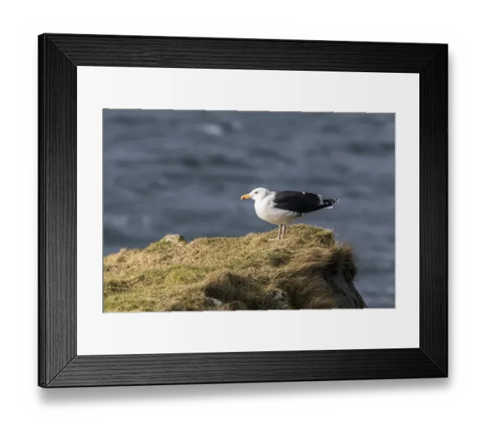 Framed Print : Great Black backed gull on grass promontory. Isle of Jura Scotland Framed Print : Great Black backed gull on grass promontory. Isle of Jura Scotland