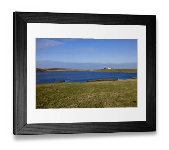 Framed Print : Swans, mainly Whooper on Loch Ardnave, Gruinart, Isle of Islay Scotland Framed Print : Swans, mainly Whooper on Loch Ardnave, Gruinart, Isle of Islay Scotland