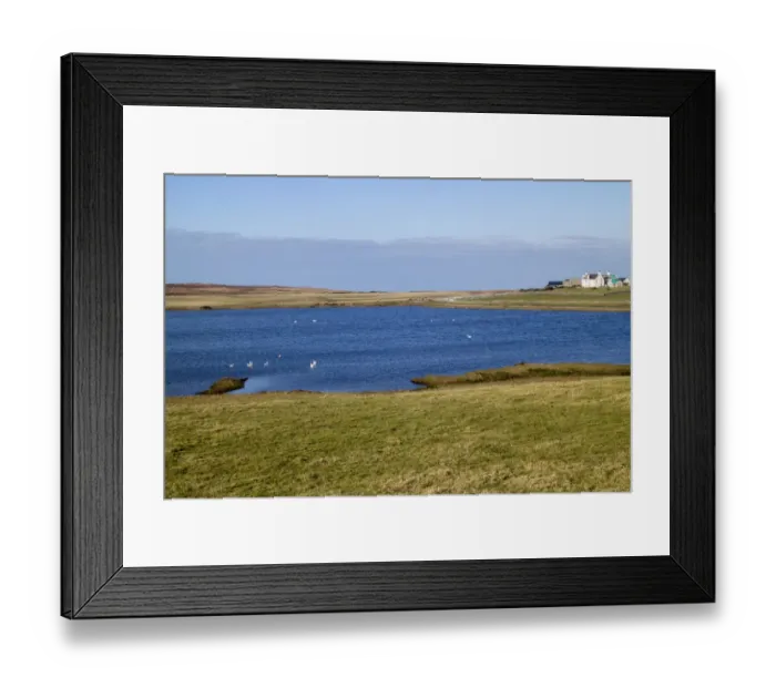 Framed Print : Swans, mainly Whooper on Loch Ardnave, Gruinart, Isle of Islay Scotland Framed Print : Swans, mainly Whooper on Loch Ardnave, Gruinart, Isle of Islay Scotland