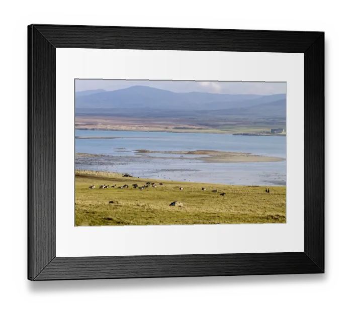 Framed Print : Barnacle Geese grazing field by Loch Gruinart, Isle of Islay Scotland Framed Print : Barnacle Geese grazing field by Loch Gruinart, Isle of Islay Scotland