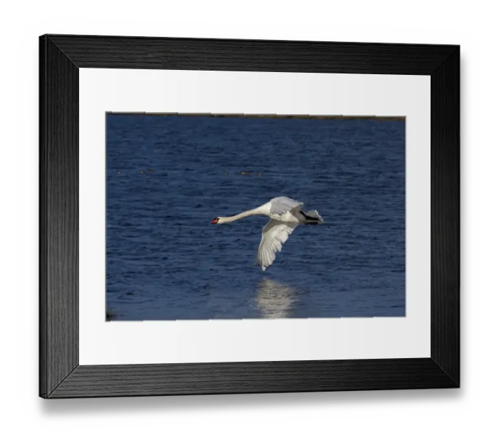 Framed Print : Flying Mute Swan over Loch Framed Print : Flying Mute Swan over Loch