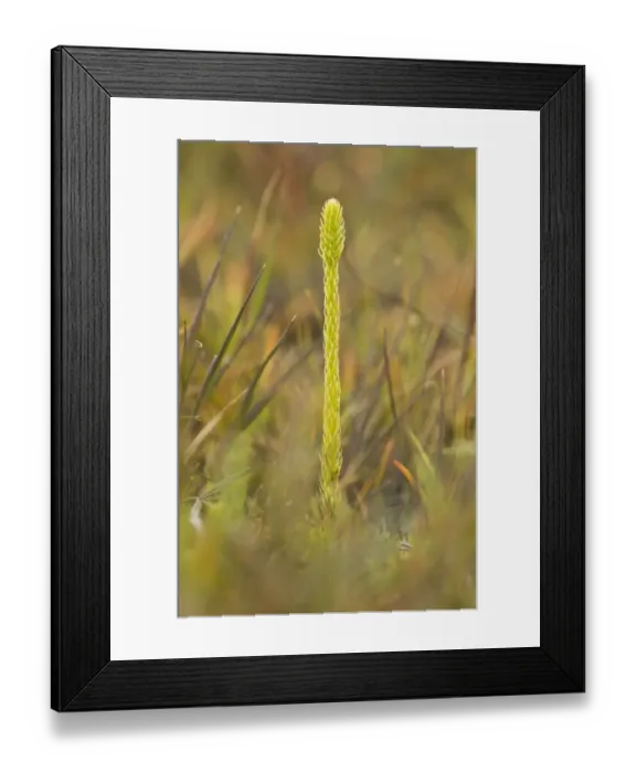 Framed Print : Marsh Clubmoss (Lycopodiella inundata) fertile frond, growing on wet peat, Studland, Dorset, England, August Framed Print : Marsh Clubmoss (Lycopodiella inundata) fertile frond, growing on wet peat, Studland, Dorset, England, August