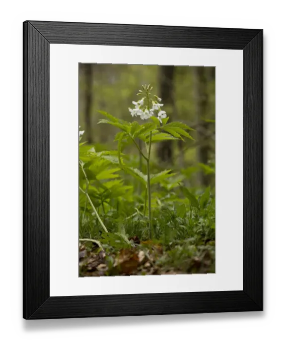 Framed Print : Seven-leaved Bittercress (Cardamine heptaphylla) flowering, growing in beech woodland, French Pyrenees, France, May