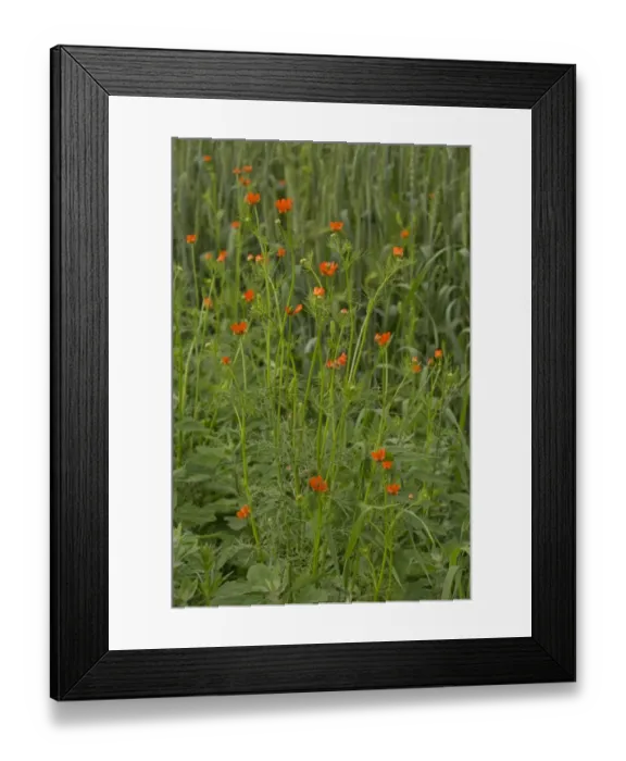 Framed Print : Summer Pheasants Eye (Adonis aestivalis) in flower and fruit, growing in arable field, Romania, June Framed Print : Summer Pheasants Eye (Adonis aestivalis) in flower and fruit, growing in arable field, Romania, June