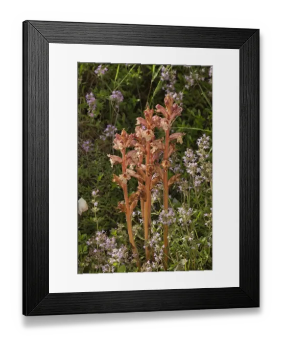 Framed Print : Thyme Broomrape (Orobanche alba) flowering, parasitic on thyme, Romania, June Framed Print : Thyme Broomrape (Orobanche alba) flowering, parasitic on thyme, Romania, June