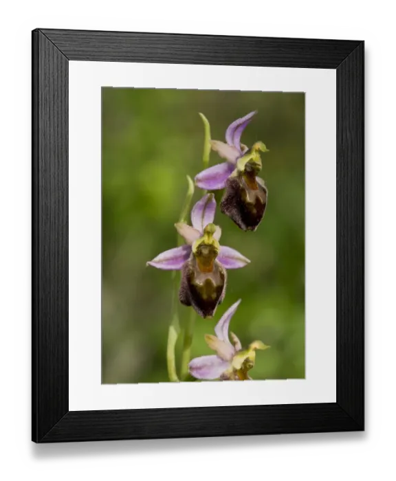 Framed Print : Morisi Orchid (Ophrys morisii) flowering, Sardinia, Italy, April Framed Print : Morisi Orchid (Ophrys morisii) flowering, Sardinia, Italy, April