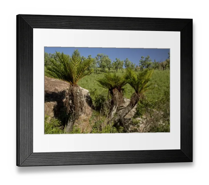 Framed Print : Common Tree Fern (Cyathea dregei) habit, Royal Natal N. P. Drakensberg Mountains, KwaZulu-Natal, South Africa, November Framed Print : Common Tree Fern (Cyathea dregei) habit, Royal Natal N. P. Drakensberg Mountains, KwaZulu-Natal, South Africa, November