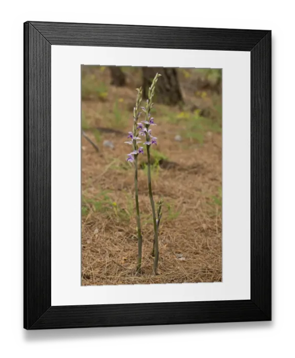 Framed Print : Violet Limodore (Limodorum abortivum) flowering, growing in pine woodland, Chios, Greece, April Framed Print : Violet Limodore (Limodorum abortivum) flowering, growing in pine woodland, Chios, Greece, April