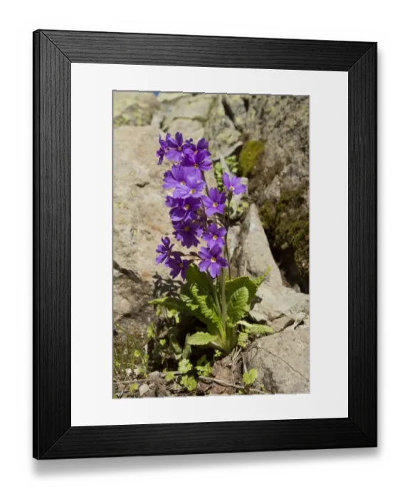 Framed Print : Shining Primula (Primula amoena) flowering, Ovitdagi Pass, Kaskar Mountains, Pontic Mountains, Anatolia, Turkey, July Framed Print : Shining Primula (Primula amoena) flowering, Ovitdagi Pass, Kaskar Mountains, Pontic Mountains, Anatolia, Turkey, July