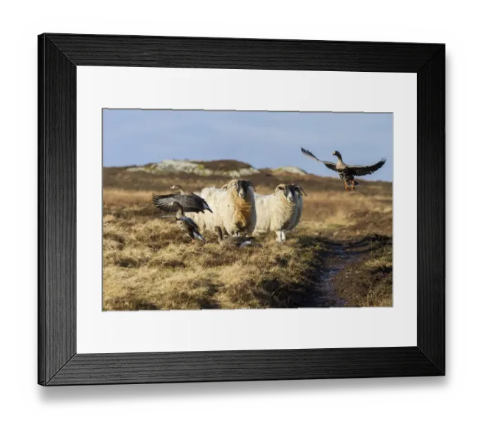 Framed Print : Scottish black face sheep disturb Greenland white front Geese - Islay, Scotland Framed Print : Scottish black face sheep disturb Greenland white front Geese - Islay, Scotland