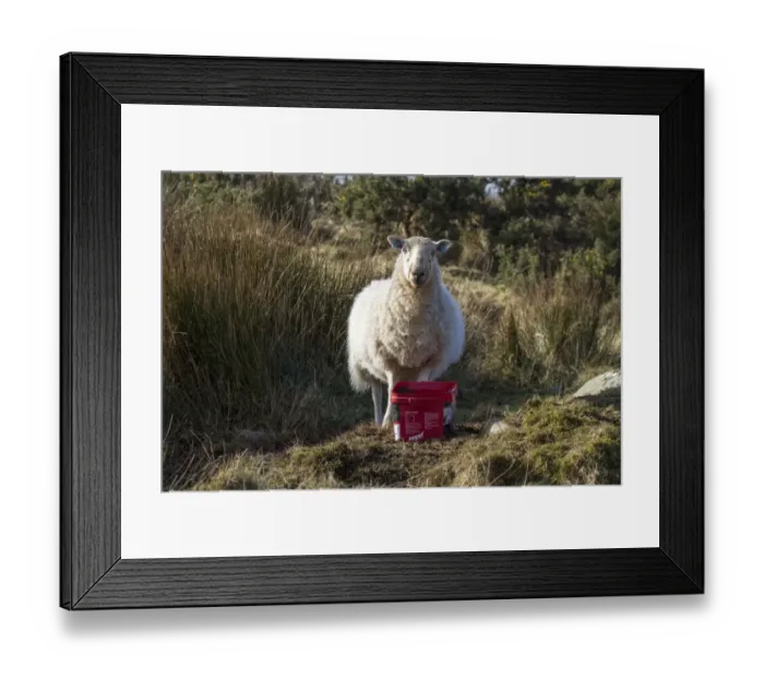 Framed Print : Sheep with mineral feed Framed Print : Sheep with mineral feed