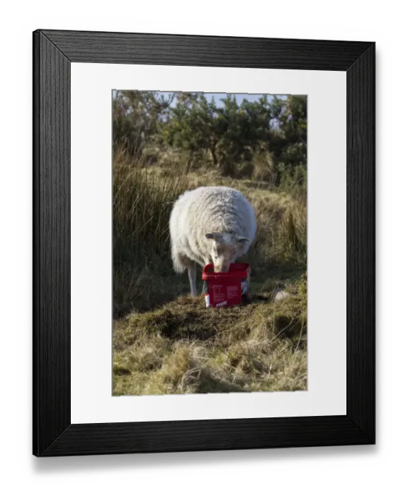 Framed Print : Sheep using mineral feed