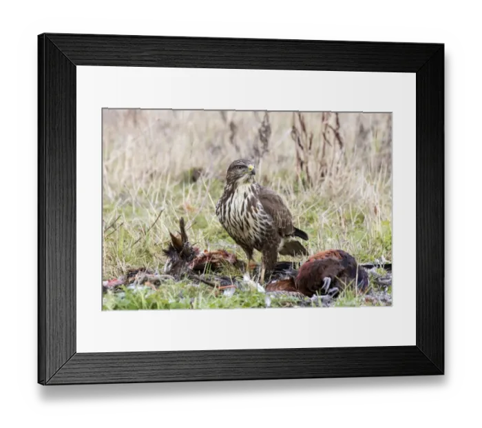 Framed Print : Common Buzzard scavenging dead Pheasant. Suffolk Framed Print : Common Buzzard scavenging dead Pheasant. Suffolk