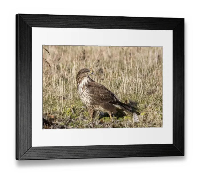 Framed Print : Common Buzzard scavenging a dead bird. Suffolk Framed Print : Common Buzzard scavenging a dead bird. Suffolk