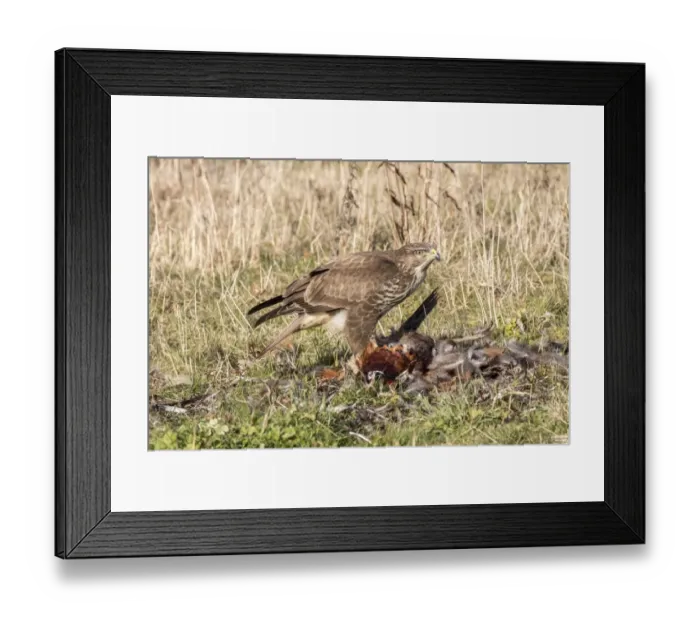 Framed Print : Common Buzzard scavenging dead Pheasant. Suffolk Framed Print : Common Buzzard scavenging dead Pheasant. Suffolk