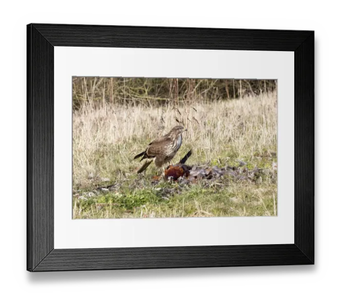 Framed Print : Common Buzzard scavenging dead Pheasant. Suffolk Framed Print : Common Buzzard scavenging dead Pheasant. Suffolk