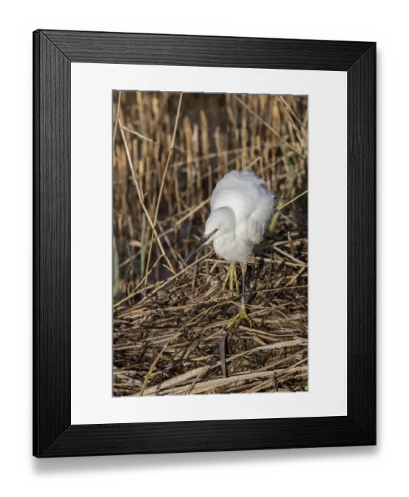 Framed Print : Little Egret on dead reed, Minsmere Suffolk Framed Print : Little Egret on dead reed, Minsmere Suffolk