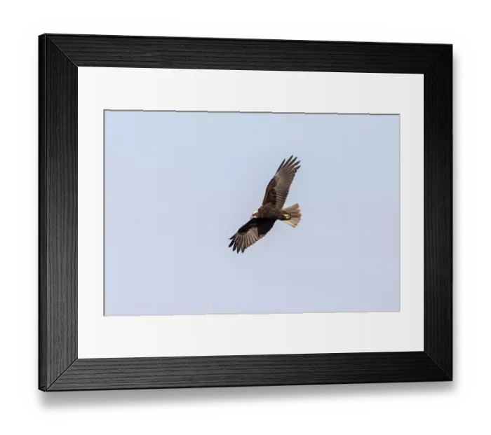 Framed Print : Eurasian Hobby (Falco subbuteo) juvenile, in flight, feeding on dragonfly prey, Minsmere RSPB Reserve, Suffolk