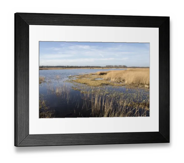 Framed Print : View from Island Mere hide looking toward East Bridge, RSPB Minsmere Suffolk Framed Print : View from Island Mere hide looking toward East Bridge, RSPB Minsmere Suffolk